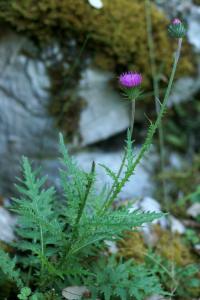 Carduus argemone