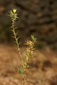 Carthamus lanatus subsp. lanatus