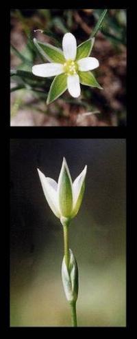 Moenchia erecta subsp. erecta