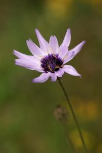 Catananche caerulea