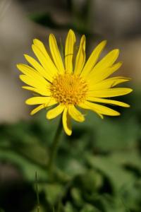 Doronicum grandiflorum