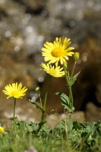 Doronicum grandiflorum