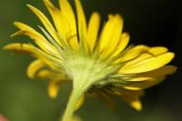 Doronicum grandiflorum