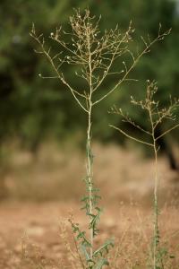 Lactuca serriola