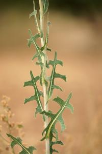 Lactuca serriola