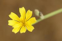 Lactuca serriola