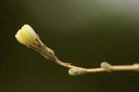 Lactuca serriola