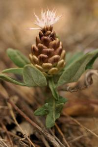 Leuzea conifera