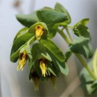 Cerinthe glabra subsp. glabra