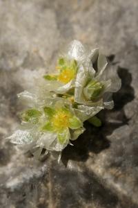 Paronychia kapela subsp. serpylifolia