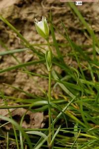 Moenchia erecta subsp. erecta