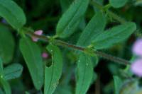 Helianthemum nummularium subsp. pyrenaicum 