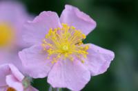 Helianthemum nummularium subsp. pyrenaicum 