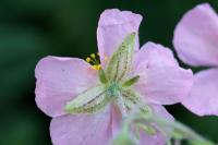 Helianthemum nummularium subsp. pyrenaicum 