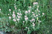 Helianthemum nummularium subsp. pyrenaicum 