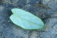 Helianthemum nummularium subsp. pyrenaicum 