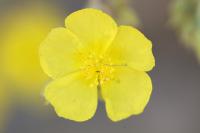 Helianthemum syriacum