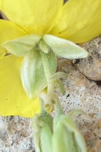 Helianthemum syriacum