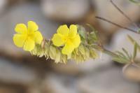 Helianthemum syriacum