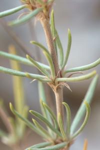 Helianthemum syriacum