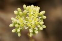 Sedum sediforme