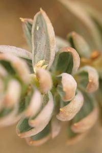 Sedum sediforme