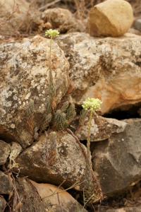 Sedum sediforme