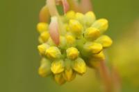 Sedum rupestre subsp rupestre