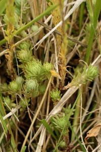 Sedum rupestre subsp rupestre