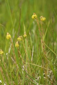 Sedum rupestre subsp rupestre