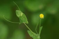 Lathyrus aphaca