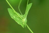 Lathyrus aphaca