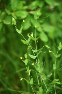 Lathyrus aphaca