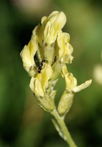 Oxytropis campestris subsp. campestris