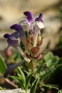 Scutellaria alpina