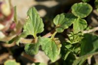 Scutellaria alpina