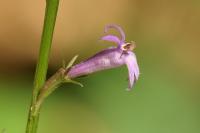 Lobelia urens