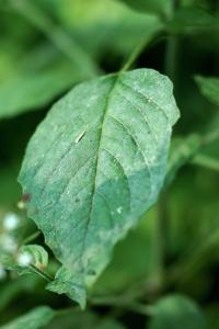 Circaea lutetiana subsp. lutetiana