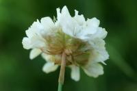 Armeria pubinervis subsp. pubinervis