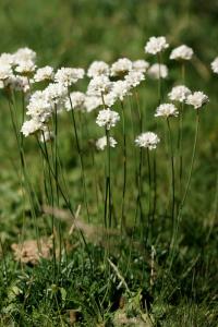 Armeria pubinervis subsp. pubinervis