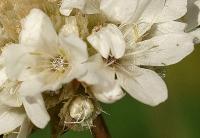 Armeria pubinervis subsp. pubinervis