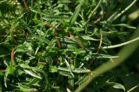 Armeria pubinervis subsp. pubinervis