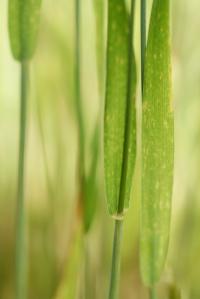 Triticum aestivum