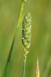 Triticum aestivum