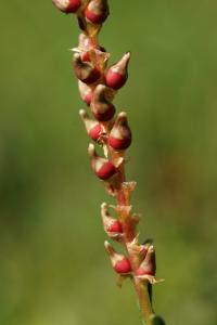 Persicaria vivipara