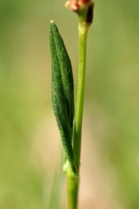 Persicaria vivipara