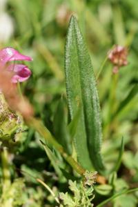 Persicaria vivipara