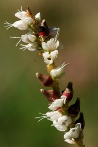 Persicaria vivipara