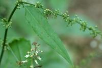 Rumex sanguineus