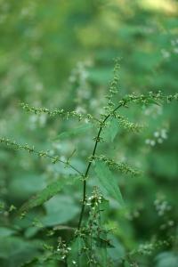 Rumex sanguineus